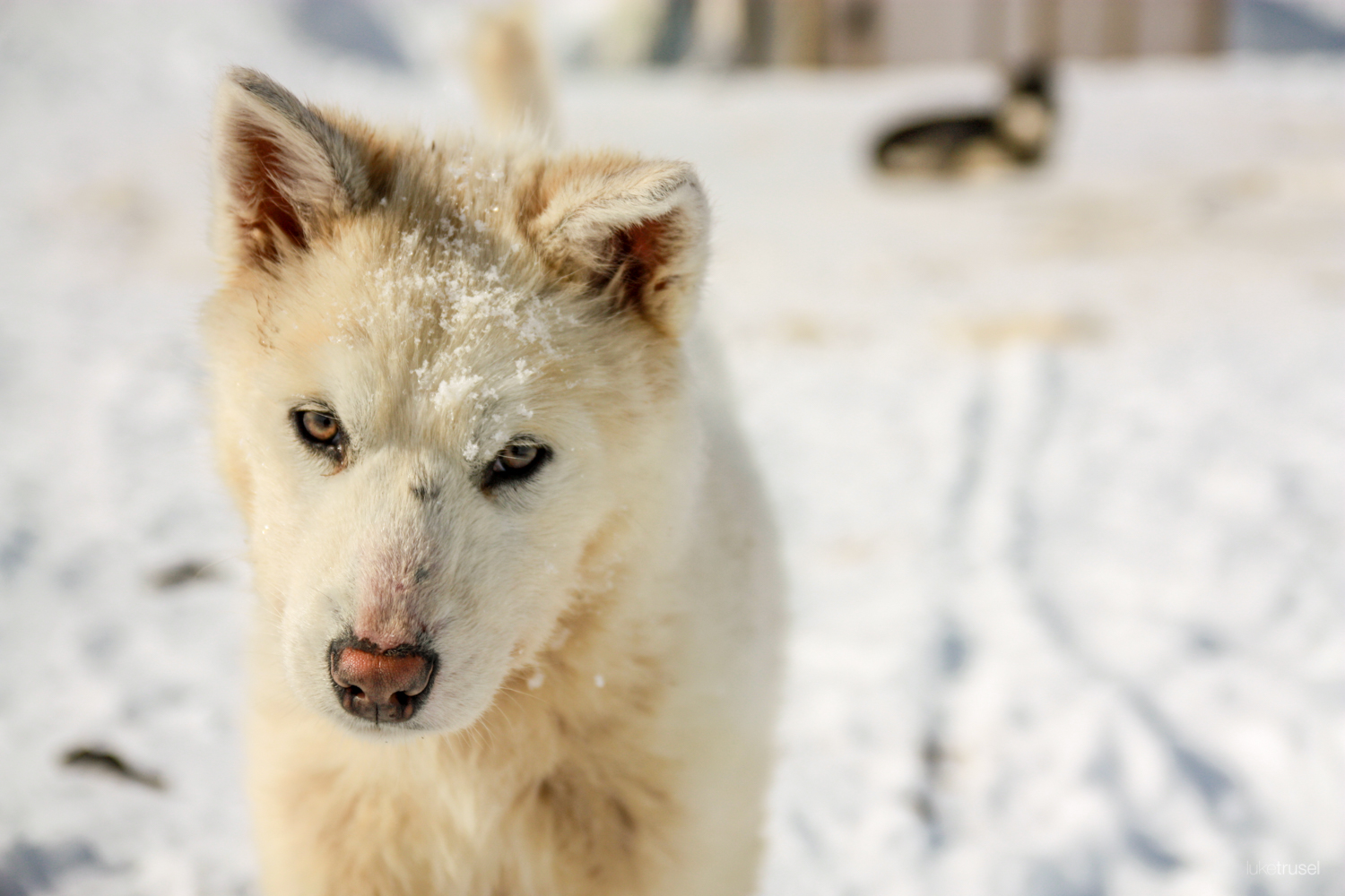 Close-up of a Sled Dog (Photo Credit: Luke Trusel)
